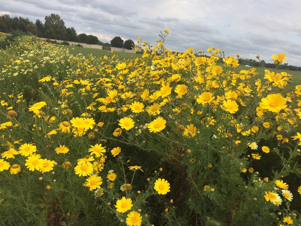 Tenuta Monaci La Murra Carmiano  Exteriör bild